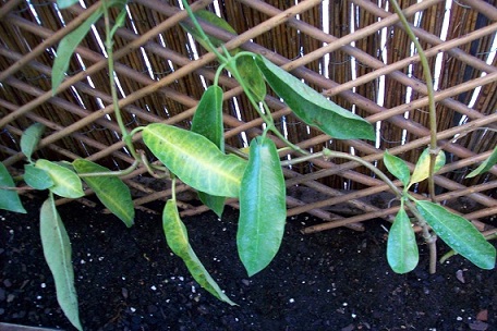 [Foto de planta, jardin, jardineria]