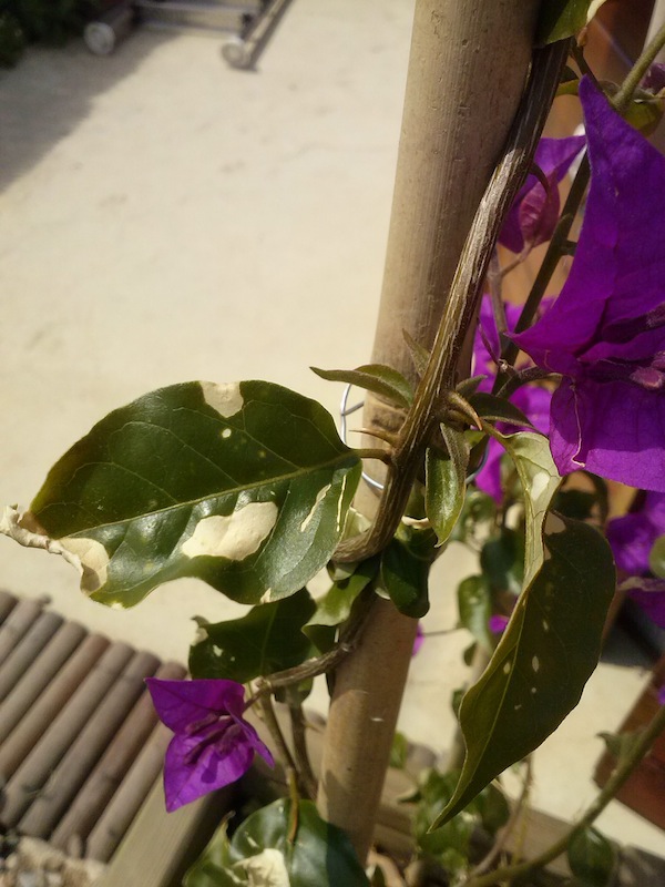 [Foto de planta, jardin, jardineria]