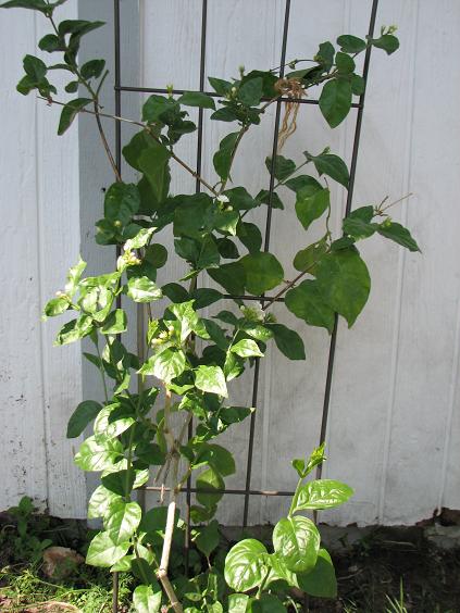 [Foto de planta, jardin, jardineria]