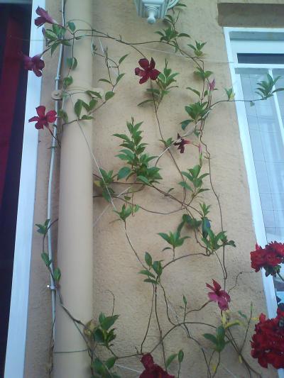 [Foto de planta, jardin, jardineria]