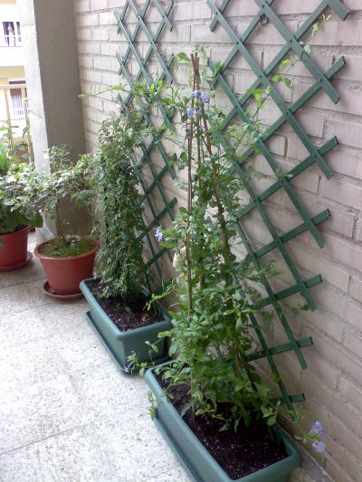 [Foto de planta, jardin, jardineria]