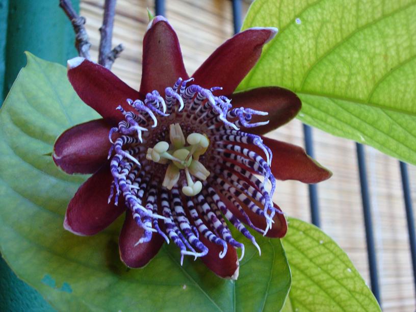 [Foto de planta, jardin, jardineria]