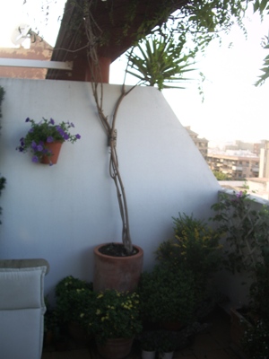 [Foto de planta, jardin, jardineria]