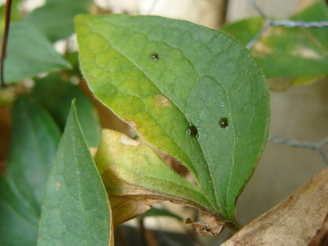 [Foto de planta, jardin, jardineria]