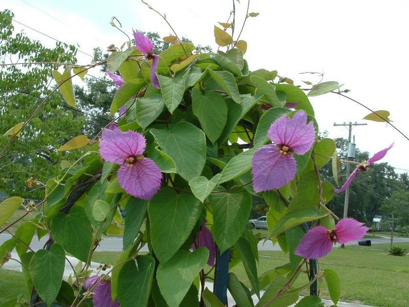 [Foto de planta, jardin, jardineria]