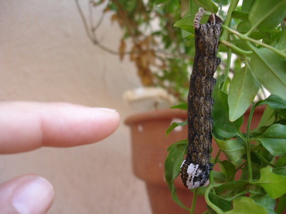 [Foto de planta, jardin, jardineria]