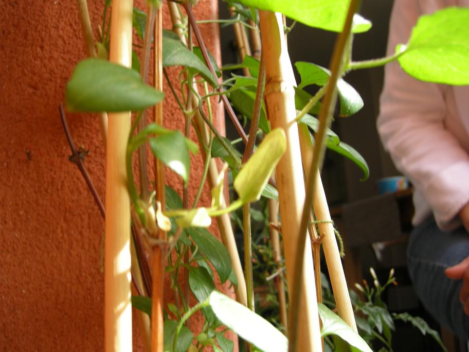 [Foto de planta, jardin, jardineria]