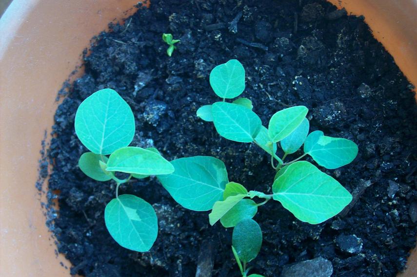 [Foto de planta, jardin, jardineria]