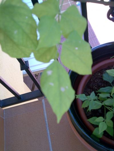 [Foto de planta, jardin, jardineria]