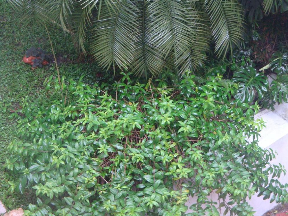 [Foto de planta, jardin, jardineria]