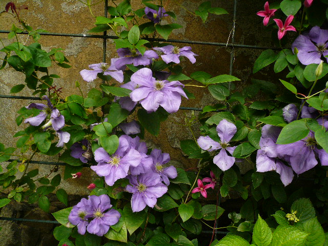 [Foto de planta, jardin, jardineria]