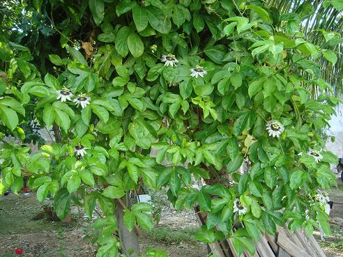 [Foto de planta, jardin, jardineria]