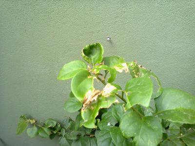 [Foto de planta, jardin, jardineria]