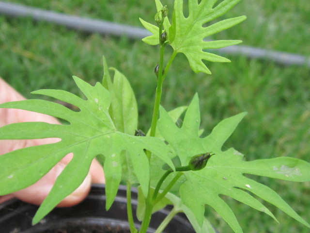 [Foto de planta, jardin, jardineria]