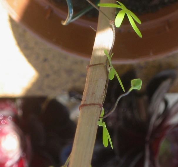 [Foto de planta, jardin, jardineria]