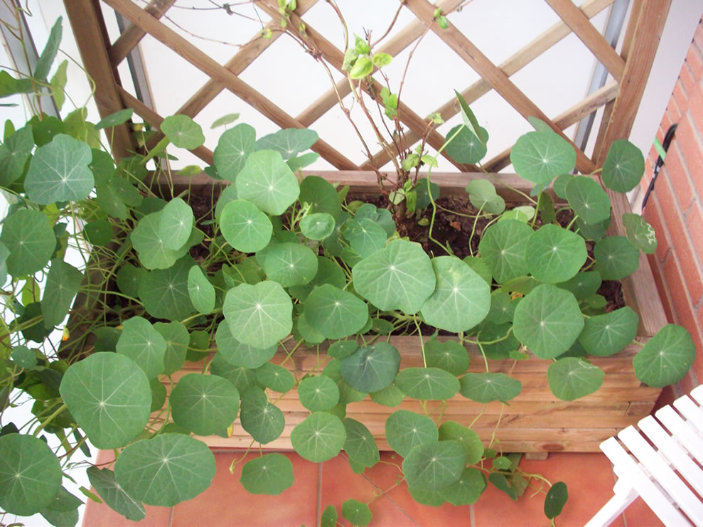 [Foto de planta, jardin, jardineria]