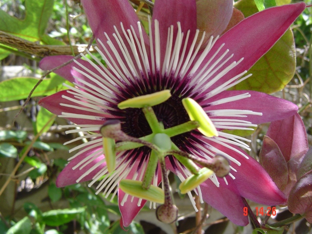 [Foto de planta, jardin, jardineria]