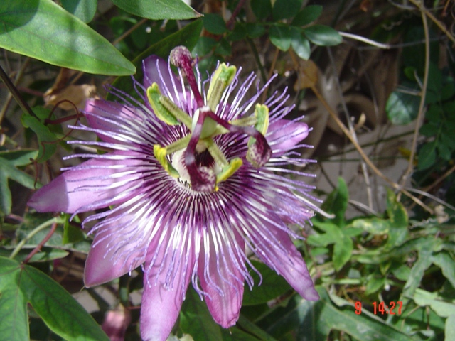 [Foto de planta, jardin, jardineria]