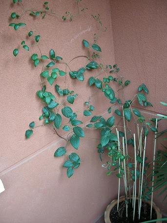 [Foto de planta, jardin, jardineria]