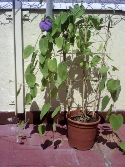 [Foto de planta, jardin, jardineria]