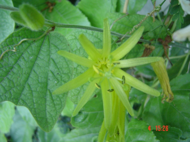 [Foto de planta, jardin, jardineria]