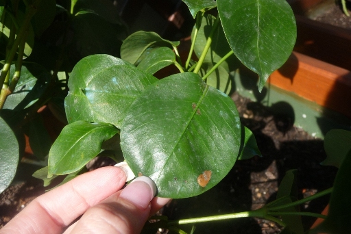 [Foto de planta, jardin, jardineria]