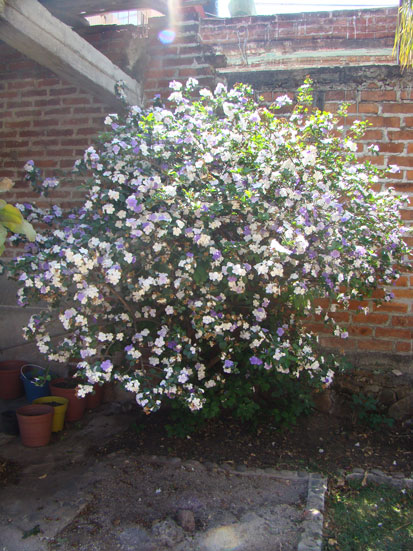 [Foto de planta, jardin, jardineria]