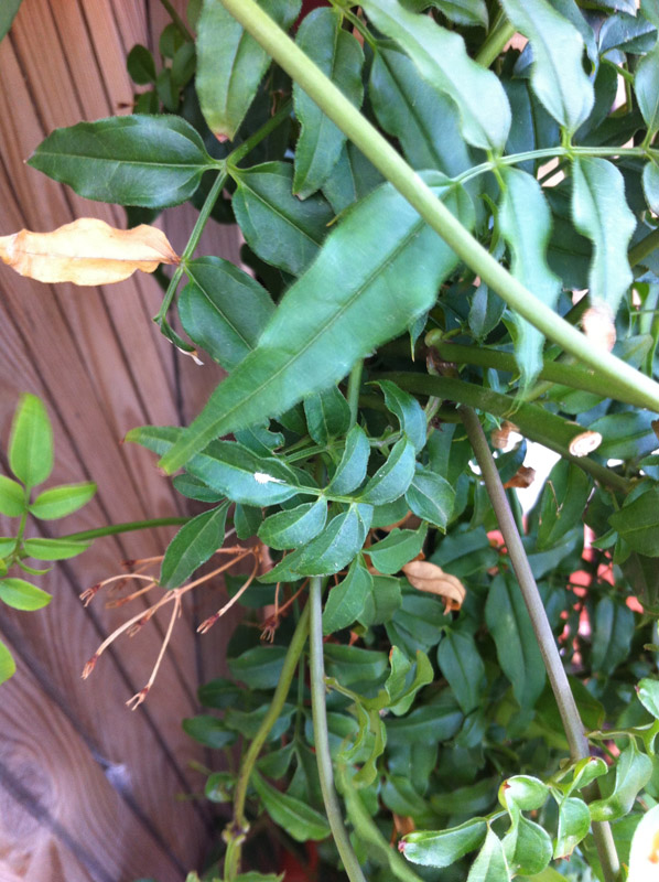 [Foto de planta, jardin, jardineria]