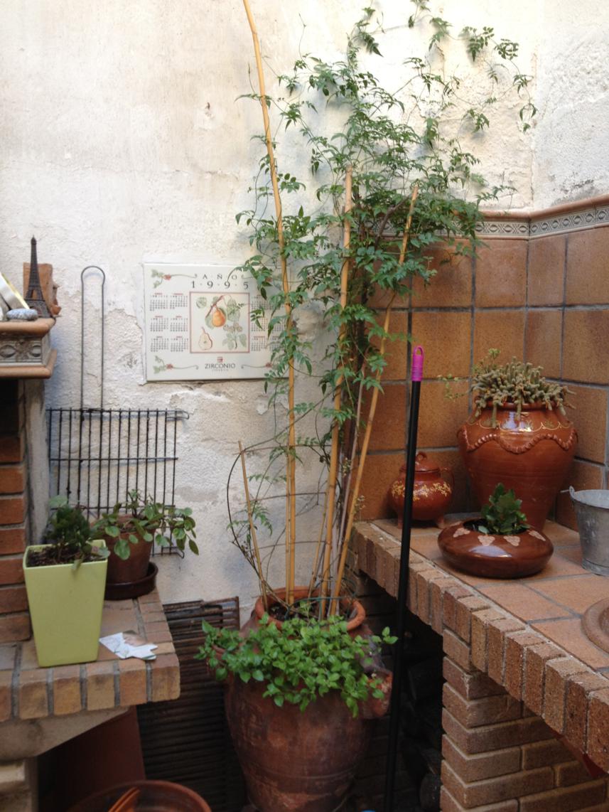 [Foto de planta, jardin, jardineria]