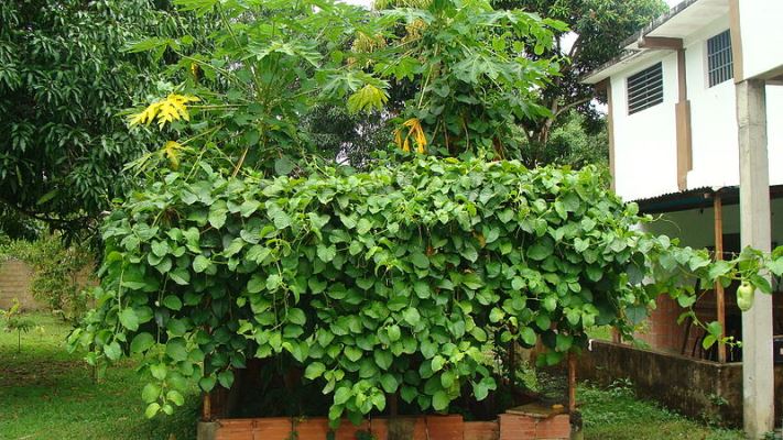 [Foto de planta, jardin, jardineria]