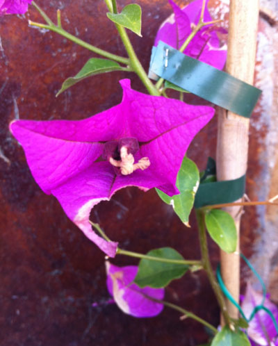 [Foto de planta, jardin, jardineria]