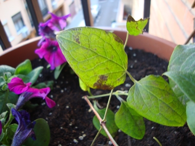 [Foto de planta, jardin, jardineria]