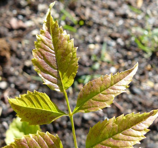[Foto de planta, jardin, jardineria]