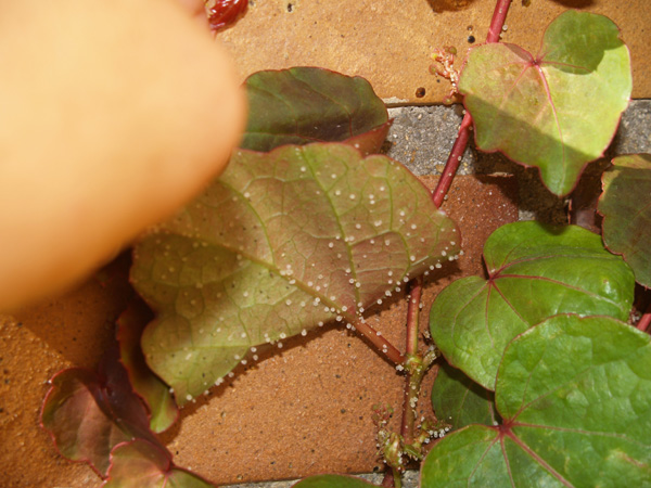 [Foto de planta, jardin, jardineria]