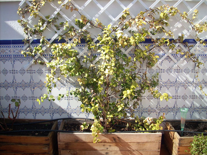 [Foto de planta, jardin, jardineria]