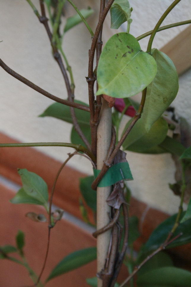 [Foto de planta, jardin, jardineria]