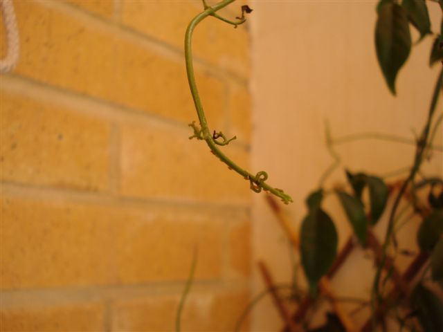 [Foto de planta, jardin, jardineria]