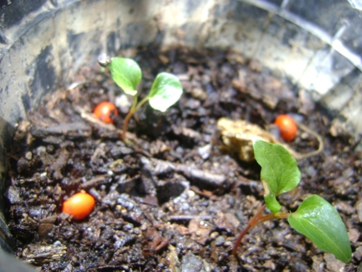 [Foto de planta, jardin, jardineria]