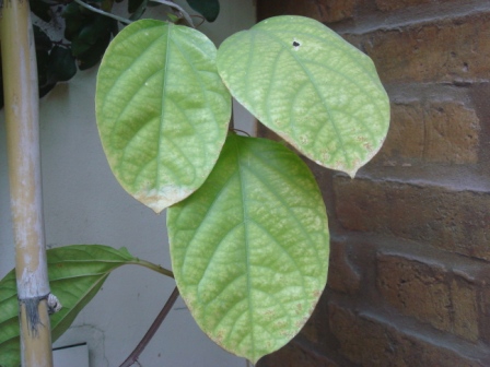 [Foto de planta, jardin, jardineria]