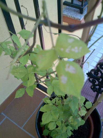 [Foto de planta, jardin, jardineria]