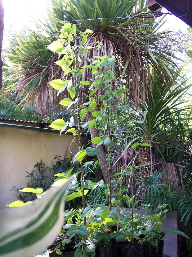 [Foto de planta, jardin, jardineria]