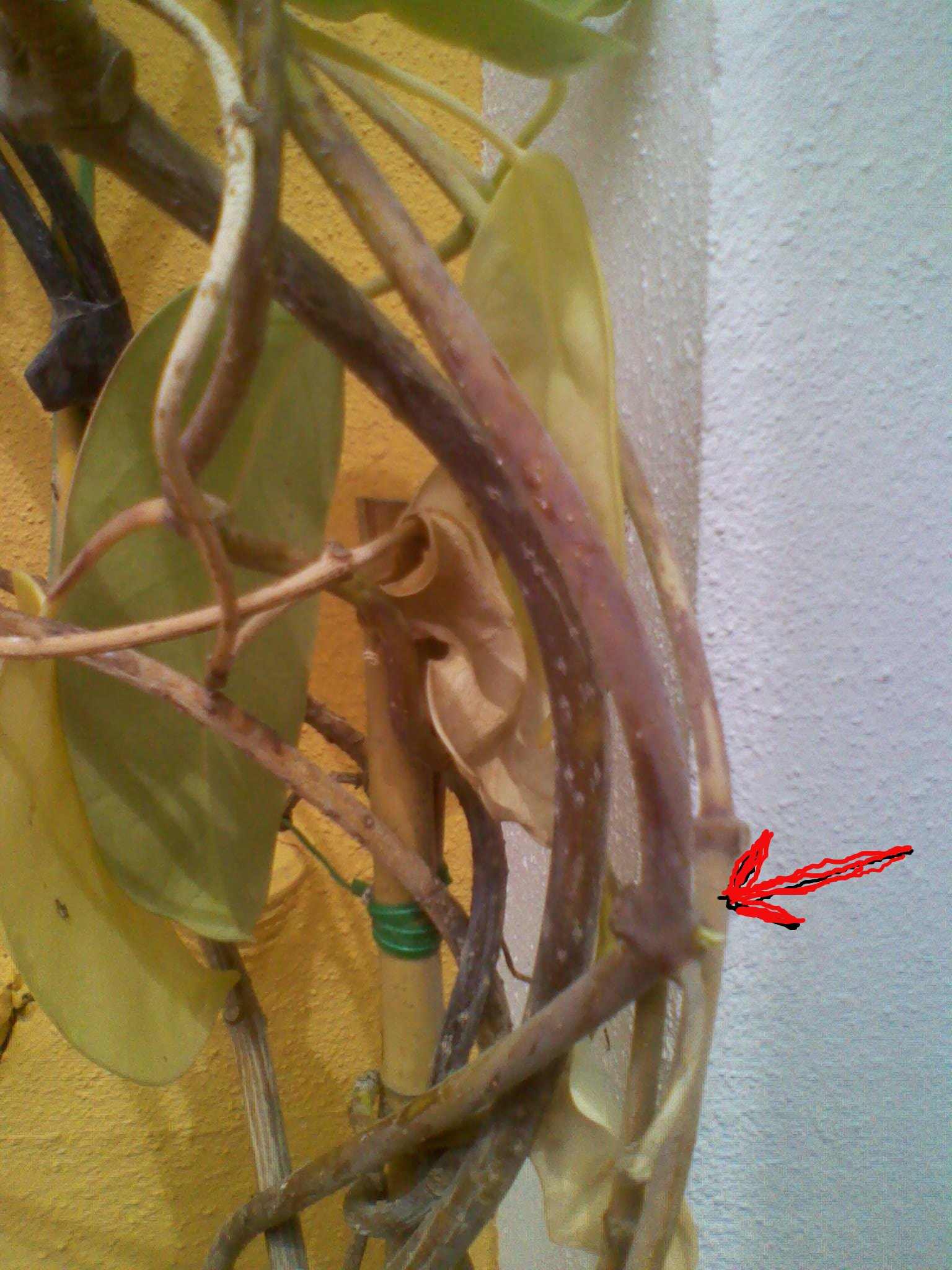 [Foto de planta, jardin, jardineria]