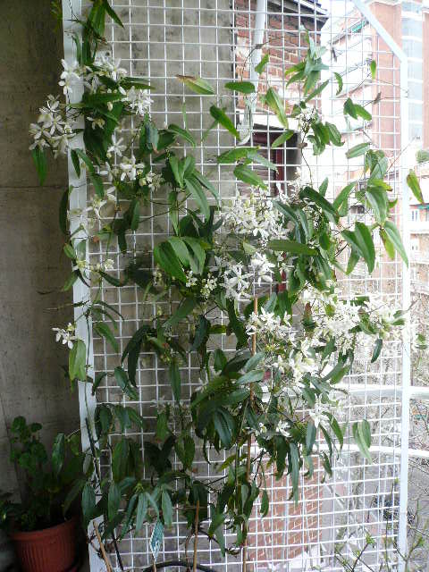 [Foto de planta, jardin, jardineria]