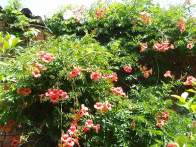 [Foto de planta, jardin, jardineria]