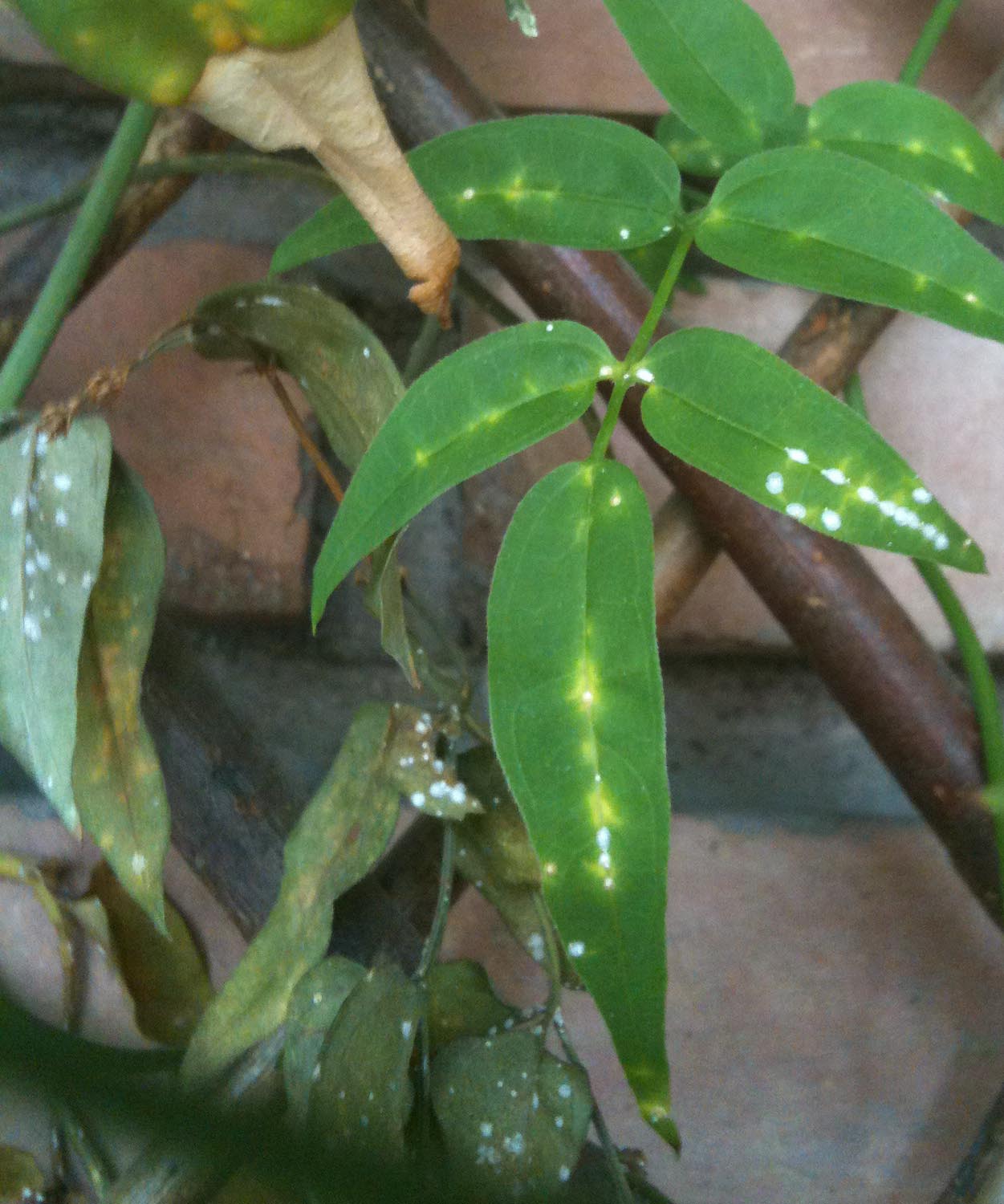 [Foto de planta, jardin, jardineria]