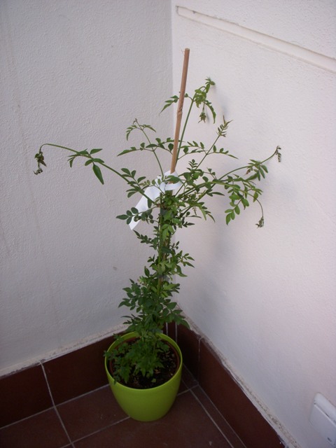 [Foto de planta, jardin, jardineria]