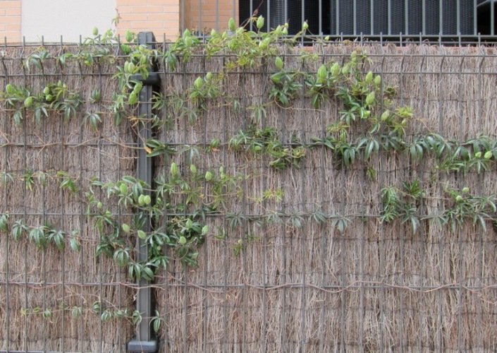 [Foto de planta, jardin, jardineria]