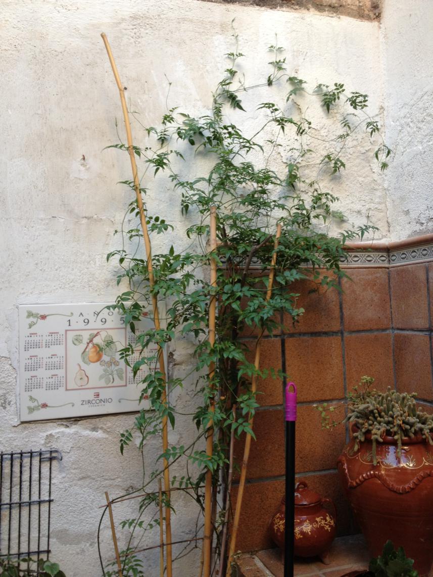 [Foto de planta, jardin, jardineria]