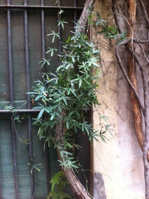 [Foto de planta, jardin, jardineria]