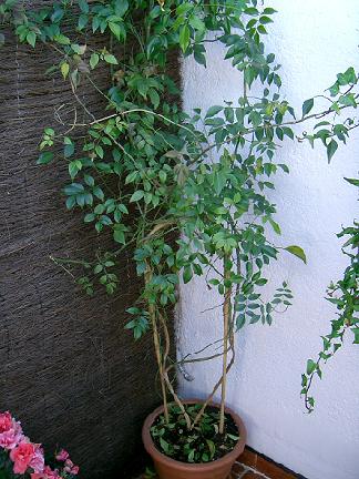 [Foto de planta, jardin, jardineria]